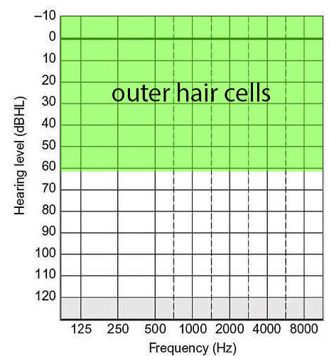 outer cells