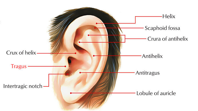 tragus