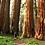 Sequoia_Woman